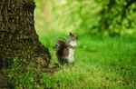 A squirrel photographed at London’s royal parks