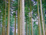 A conifer forest outside Betws-y-coed (© Lawsonstu, CC0).