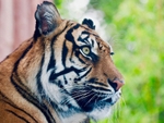 A tiger resting at the London Zoo